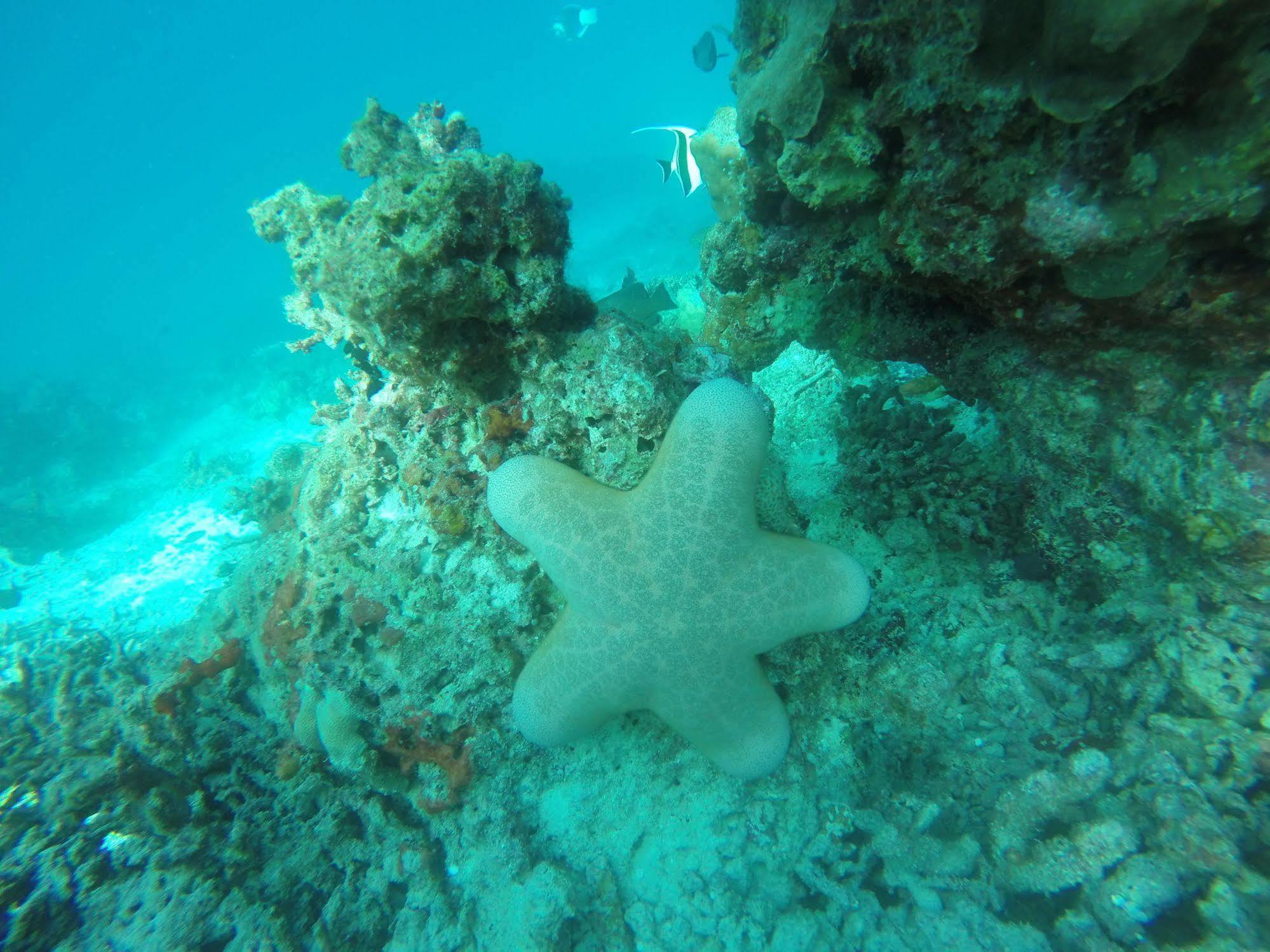 White Sand Lodge Maafushi Eksteriør bilde